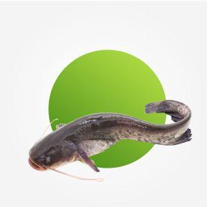 <div><div class="name-subtitle"> <h3 class="name"><a href="https://shop.i.ng/product/fresh-catfish/">Fresh catfish</a></h3> </div> <div class="rating"> <div class="star-rating" role="img" aria-label="Rated 5.00 out of 5"><span style="width:100%">Rated <strong class="rating">5.00</strong> out of 5</span></div> <div class="count">1</div> </div> <span class="price"><span class="woocommerce-Price-amount amount"><bdi><span class="woocommerce-Price-currencySymbol">₦</span>3,600.00</bdi></span></span></div>