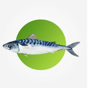 <div><div class="name-subtitle"> <h3 class="name"><a href="https://shop.i.ng/product/makerel/">Mackerel (Titus Fish)</a></h3> </div> <div class="rating"> <div class="star-rating"> </div> <div class="count">0</div> </div> <span class="price">From: <span class="woocommerce-Price-amount amount"><bdi><span class="woocommerce-Price-currencySymbol">₦</span>5,400.00</bdi></span></span></div>