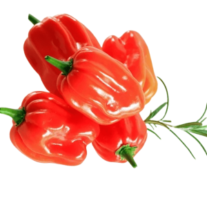 <div><div class="name-subtitle"> <h3 class="name"><a href="https://shop.i.ng/product/red-habanero-per-kg/">Red Habanero (per kg)(Farm Offtake)</a></h3> </div> <div class="rating"> <div class="star-rating"> </div> <div class="count">0</div> </div> <span class="price"><del aria-hidden="true"><span class="woocommerce-Price-amount amount"><bdi><span class="woocommerce-Price-currencySymbol">₦</span>6,000.00</bdi></span></del> <span class="screen-reader-text">Original price was: ₦6,000.00.</span><ins aria-hidden="true"><span class="woocommerce-Price-amount amount"><bdi><span class="woocommerce-Price-currencySymbol">₦</span>4,500.00</bdi></span></ins><span class="screen-reader-text">Current price is: ₦4,500.00.</span></span></div>